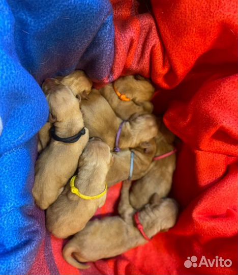 Венгерская выжла - запись на щенков