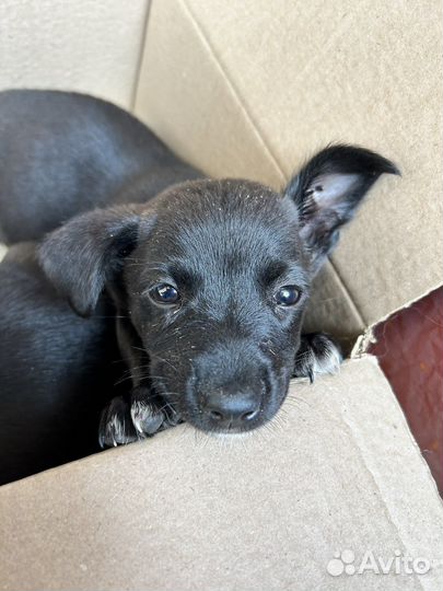 Мальчик вырастет небольшим. Бесплатно. Щенок