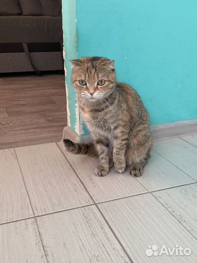 Шотландская