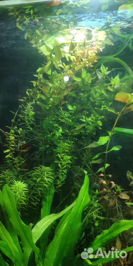 Аквариумные растения прополка