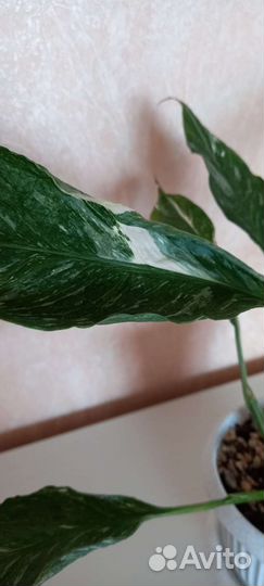 Спатифиллум Джемини