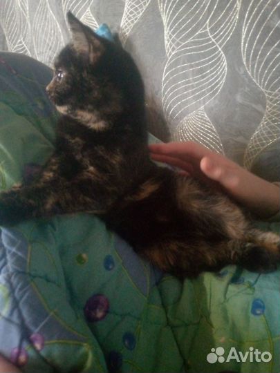 Девочка в добрые руки