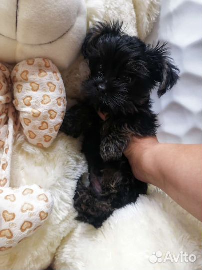 Щенки йорка мини