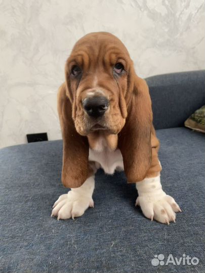 Щенки бассет хаунд