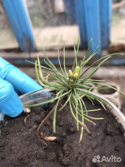 Малыши саженцы Сибирского кедра