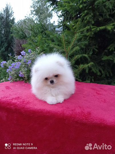 Померанский шпиц мини белый