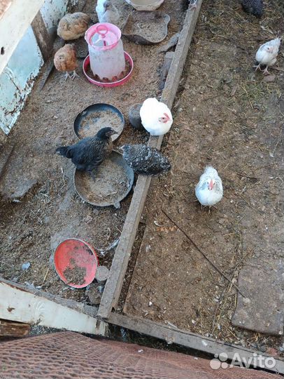 Продам индоуток. Вывод 4 апреля