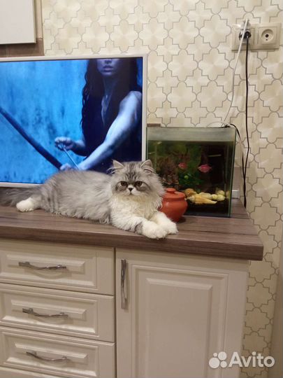 Перс экзот вязка