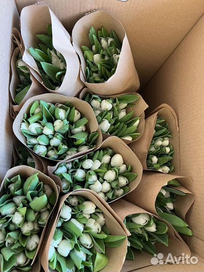 Тюльпаны оптом