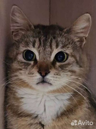 Кошка Мишель в дар