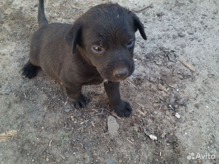 Щенята в добрые руки