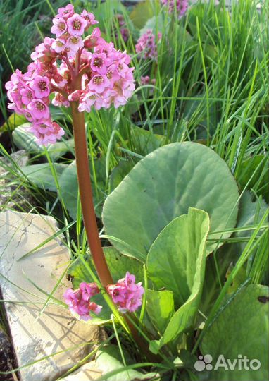 Бадан многолетний