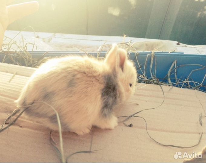 Кролики ангорские