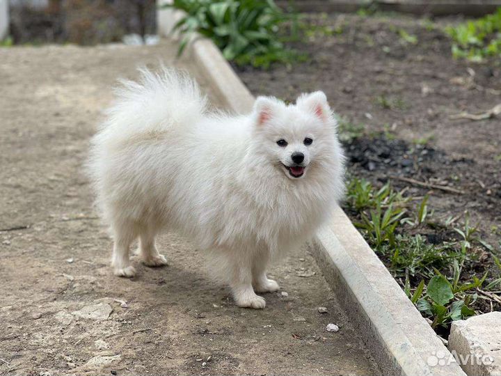 Немецкий шпиц