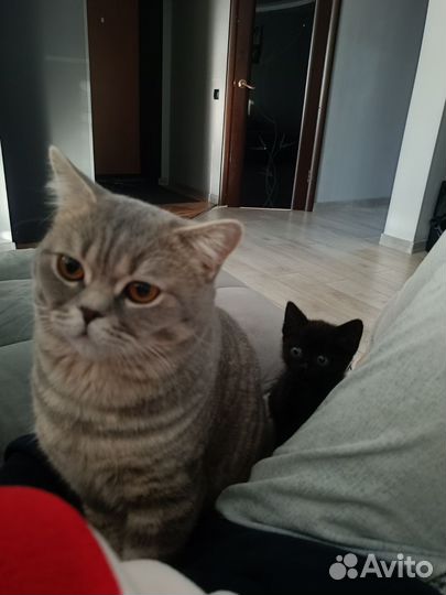 Отдам котенка в добрые руки