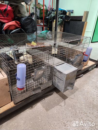 Клетка для шиншил