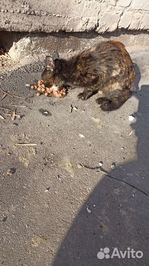 Кисулька очень ищет дом