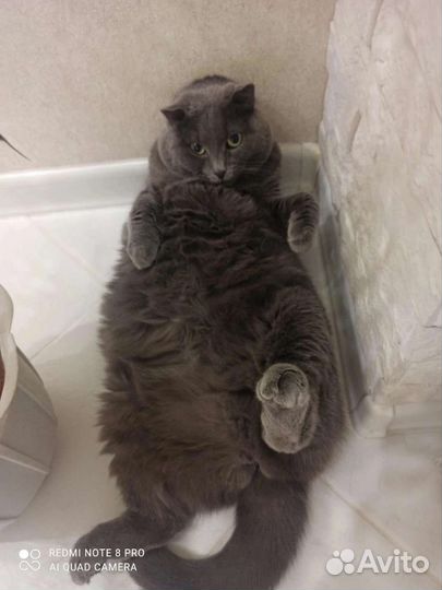 Кошечка