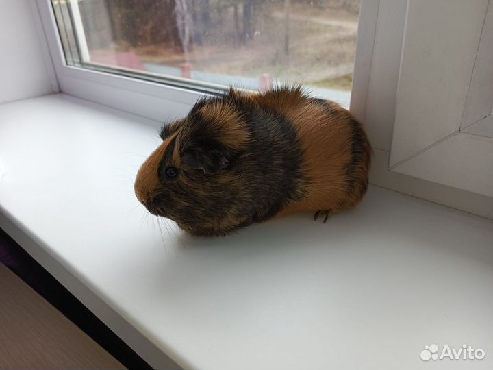 Морская свинка