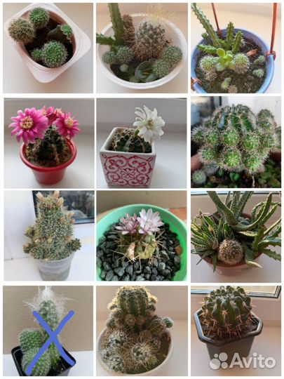 Кактусы и суккуленты