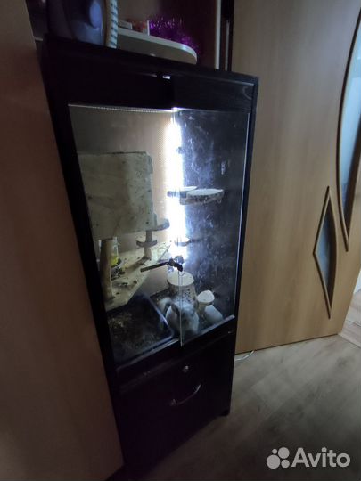 Шиншила с клеткой