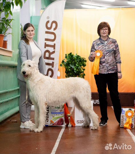 Хендлер, передержка собак, фотосессии