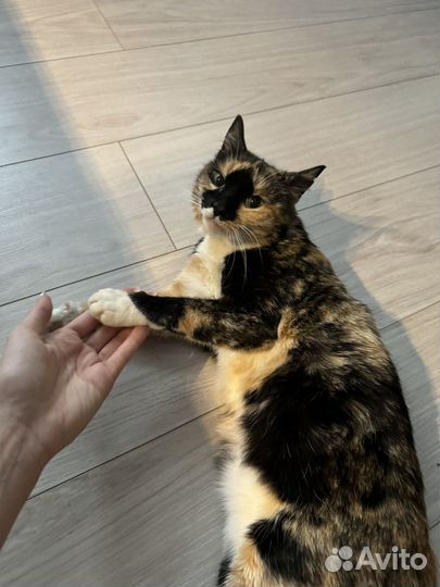 Кошка бесплатно