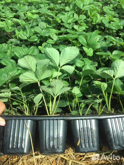 Клубника малина саженцы