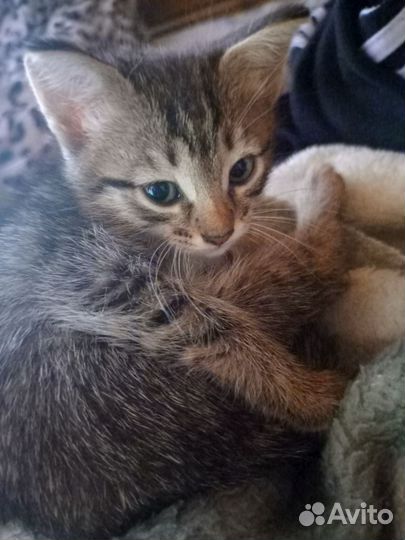 Кошка в дар