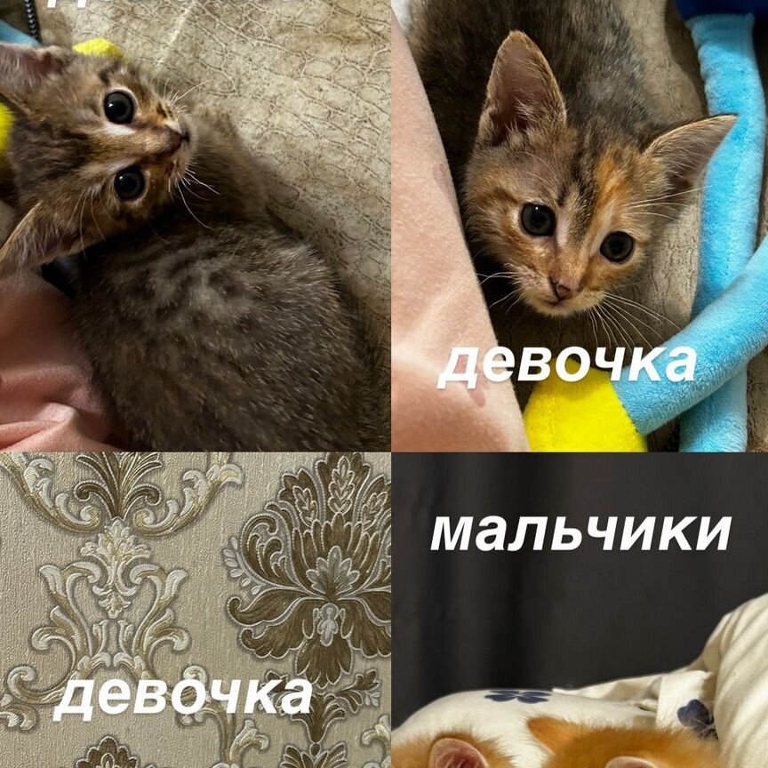 Котята в добрые руки