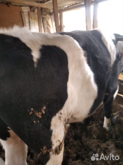 Бык на племя