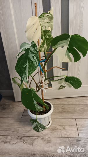 Монстера альба