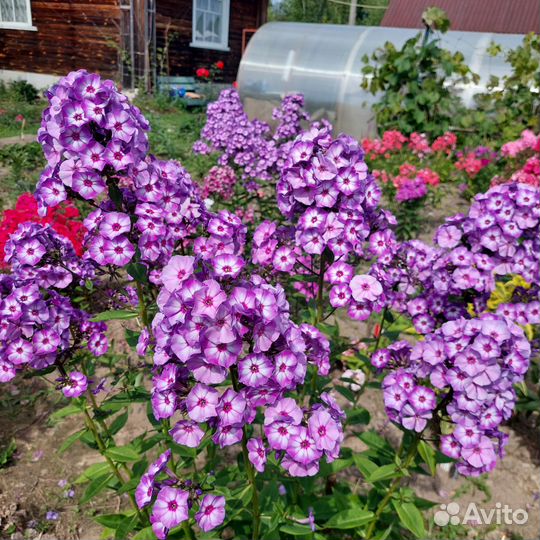 Флоксы сорта