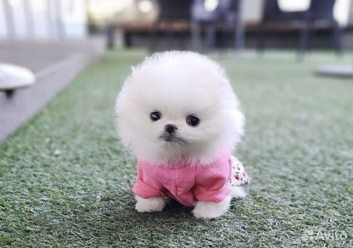 Маленькое чудо эксклюзив микро померанский шпиц