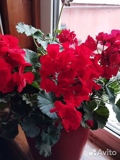 Комнатные цветы