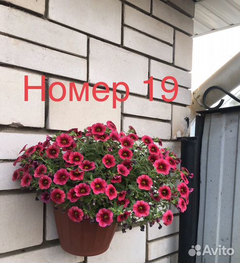 Калибрахоа