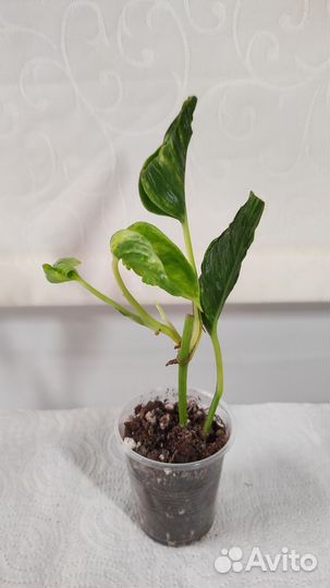 Эпипремнум,филодендрон,хойи