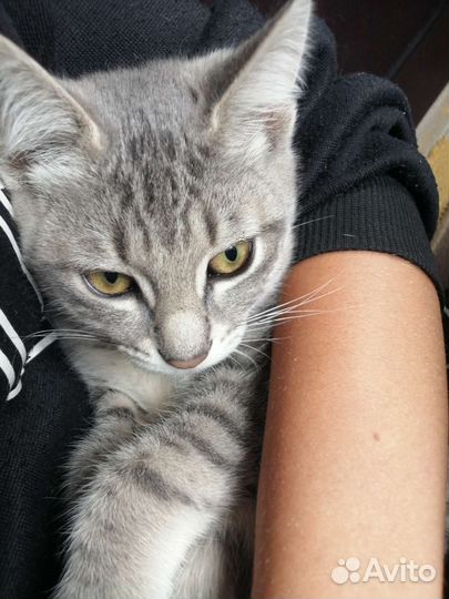 Котята в добрые руки бесплатно