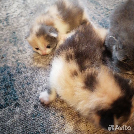 Котята в добрые руки бесплатно