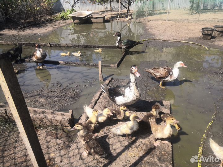 Мускусные утки