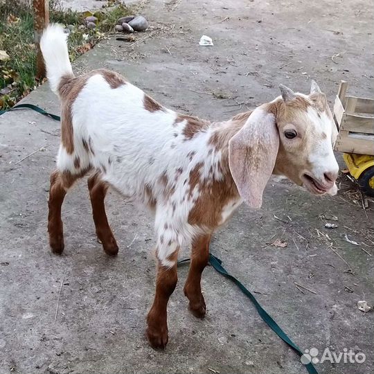 Дойные козы, козлята
