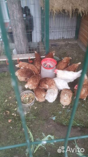 Куры несушки