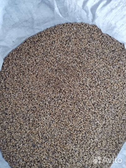 Семена пшеницы в Белорецком районе