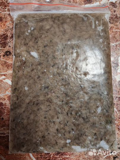 Артемия, Стрептоцефал, Мотыль, Дафния (заморозка)