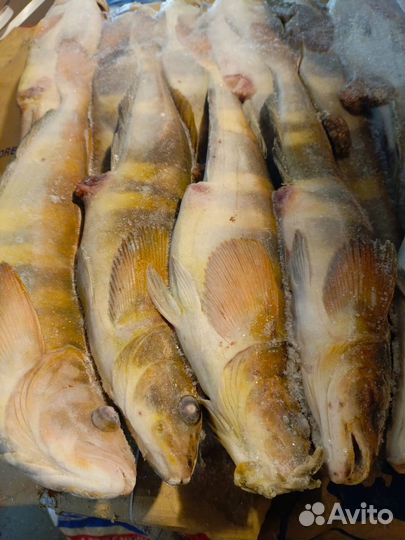 Терпуг с/г L 600-800 частично икряной пласт 10 кг