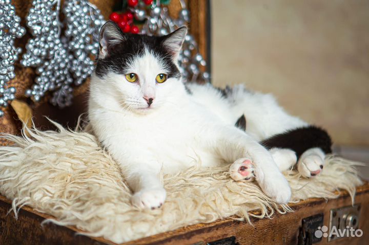 Совсем молодой котик ищет свою семью