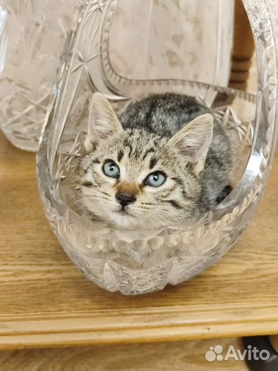 Котенок девочка 2 месяца