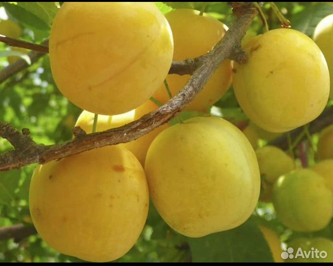 Саженцы желтой сливы