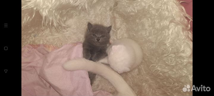 Котята британцы