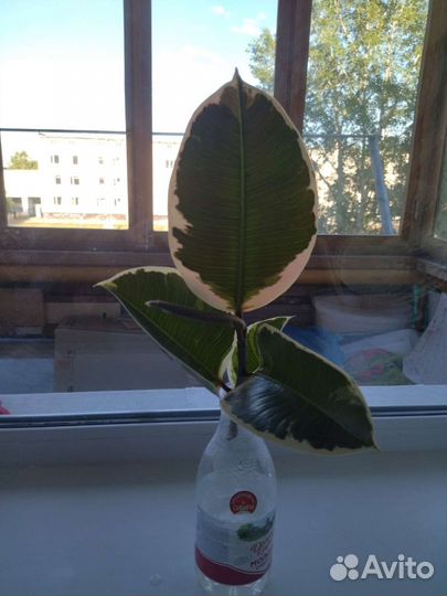 Фикус Эластика Тинеке